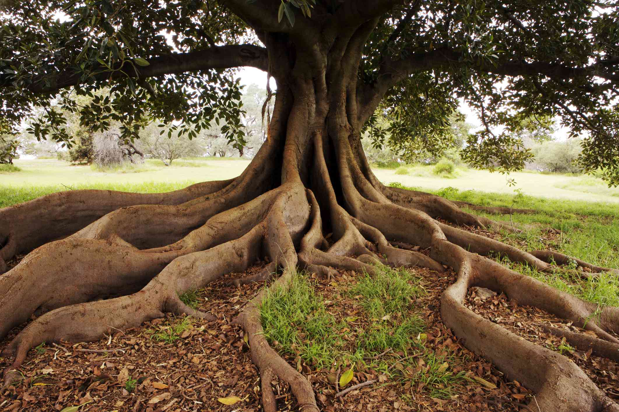 Massive, sprawling roots of a large tree extend across a grassy field in a park.